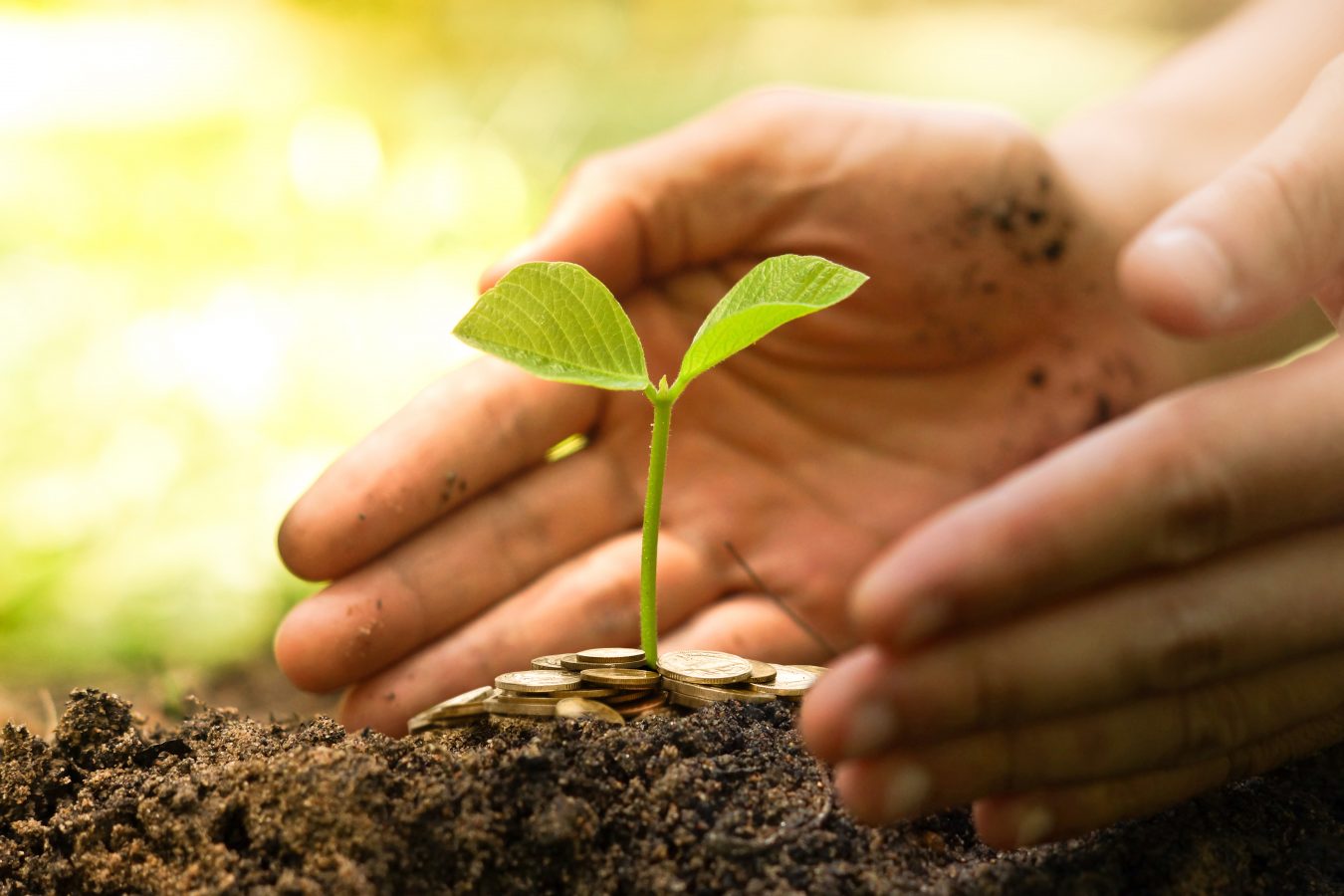 Hånd gir en gullmynt til en ung grønn plante som vokser på en haug. Foto: Istock