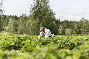 Ungdom som jobber i en åker med mye grønt.
